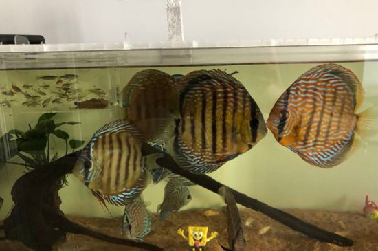 養(yǎng)神仙魚要注意什么