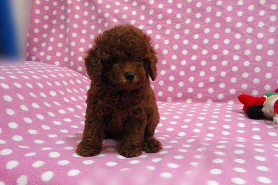 泰迪幼犬什么時(shí)候剪毛