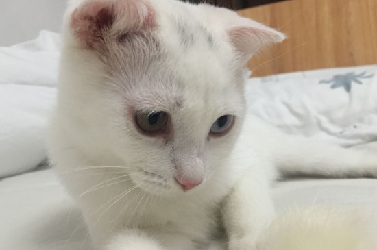 貓眼睛腫了