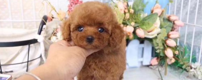 微小茶杯貴賓犬要多少錢，價(jià)格一般在6000元以上