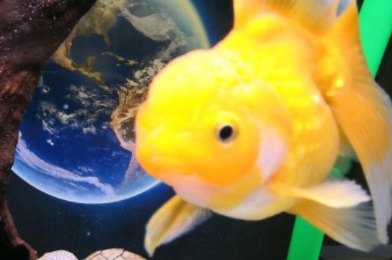 金魚怎么繁殖