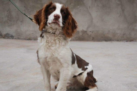 史賓格犬如何訓(xùn)練，教你4種快速訓(xùn)練史賓格的方法