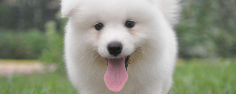薩摩耶犬掉毛程度
