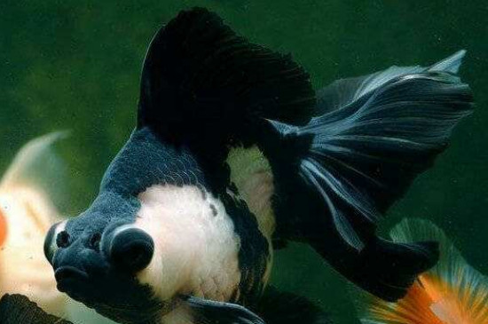黑色魚一般養(yǎng)幾條