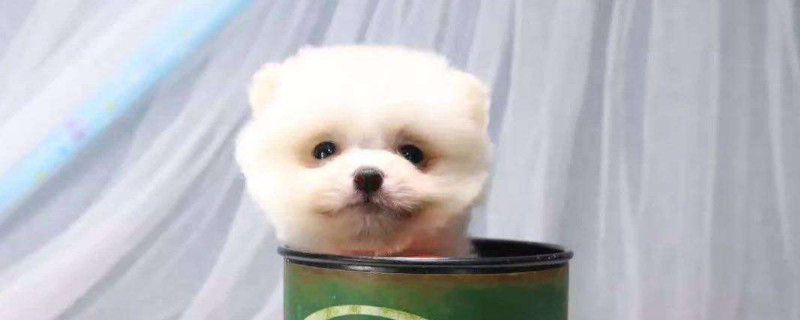 茶杯犬掉毛有多嚴(yán)重