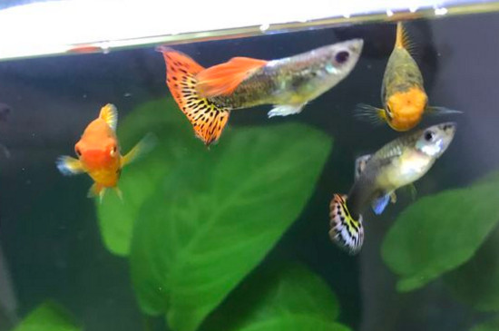 孔雀魚很健康突然死亡