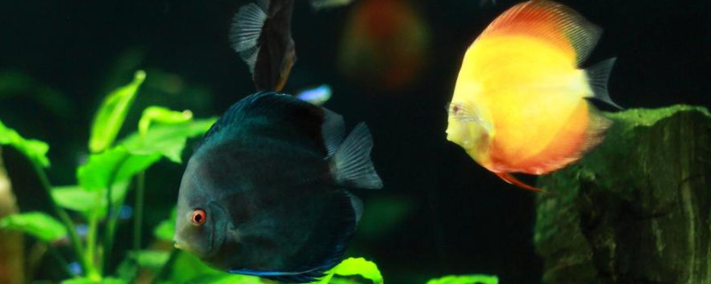 七彩神仙魚為什么躲在角落