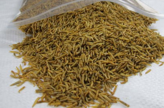 金魚吃什么食物