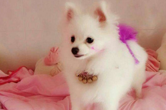 哈多利系博美犬多少錢一只，純種哈系博美什么價位