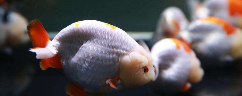 金魚(yú)加熱棒使用方法