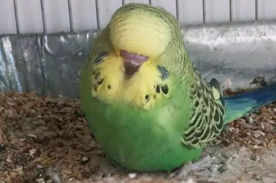 虎皮鸚鵡睡覺姿勢