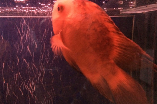 鸚鵡魚尾巴變黑怎么回事