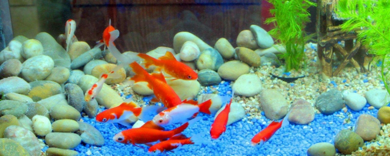 魚缸換水的正確方法