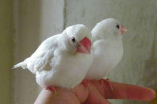 白文鳥(niǎo)怎么繁殖