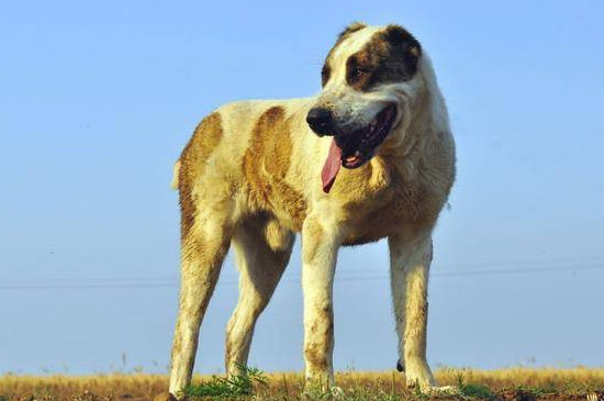 高狼犬和中亞牧羊犬的區(qū)別