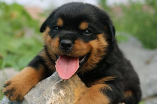 羅威納是禁犬嗎，羅威納為什么被禁養(yǎng)