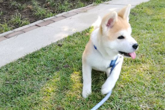 養(yǎng)秋田犬需要準(zhǔn)備什么