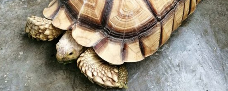 蘇卡達(dá)流鼻涕怎么辦