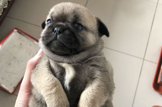 巴哥犬訓(xùn)練方法