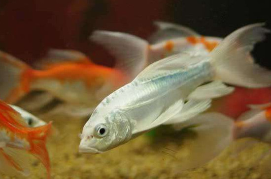 龍鳳錦鯉能長多大