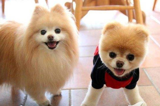 哈多利系博美犬多少錢一只，純種哈系博美什么價位