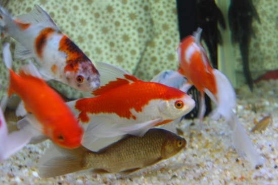 魚缸換水的正確方法