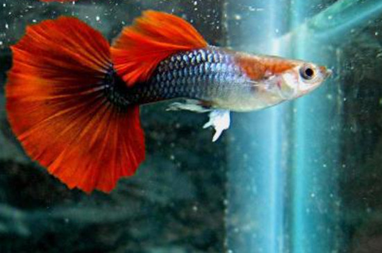 孔雀魚上下亂竄怎么回事啊
