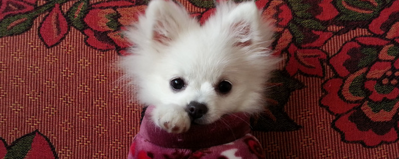 俊介犬怎么養(yǎng)