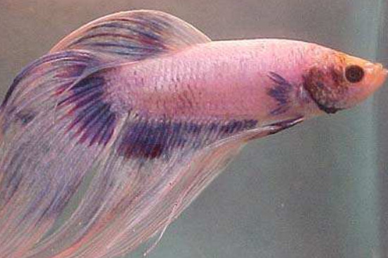 斗魚吐泡泡能換水嗎