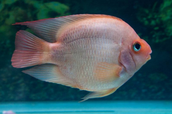 鸚鵡魚(yú)對(duì)主人有感情嗎