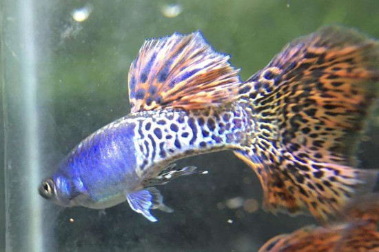 孔雀魚生小魚怎么養(yǎng)