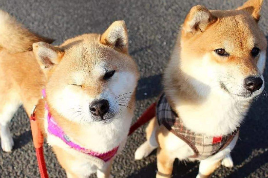 日本柴犬的優(yōu)缺點