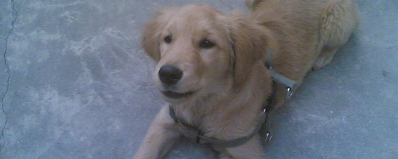 金毛犬適合家養(yǎng)嗎