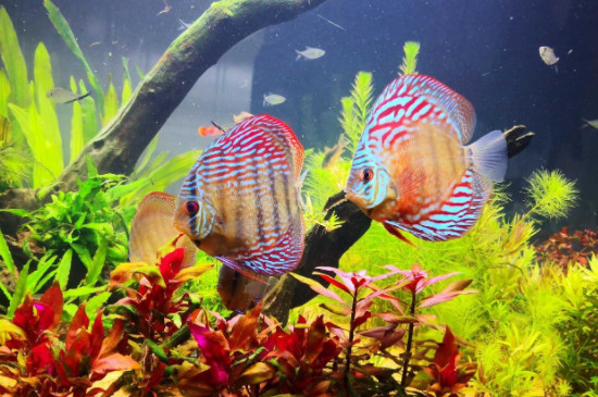七彩神仙魚不愛吃食是什么原因