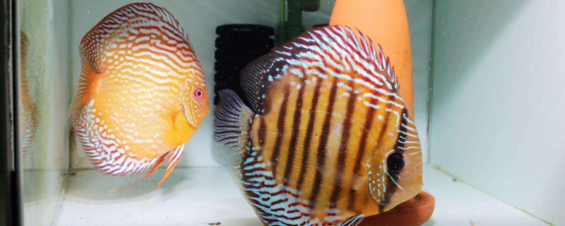 神仙魚吃什么顆粒飼料