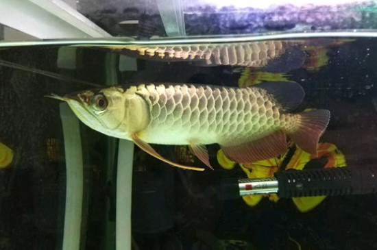 金龍魚怎么養(yǎng)