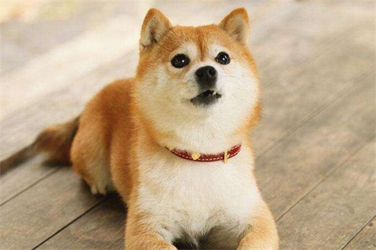怎樣訓(xùn)練柴犬，從小訓(xùn)練適當(dāng)體罰但要把握時間