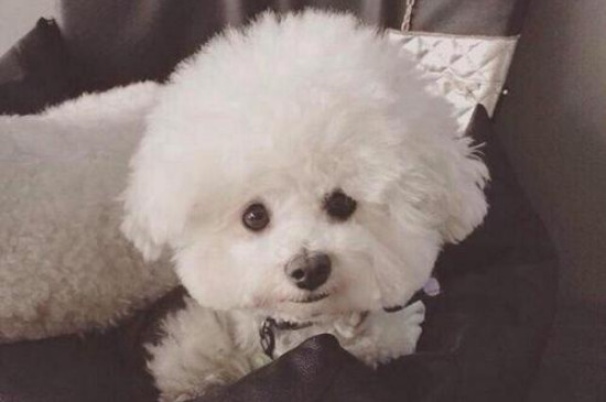 比熊犬適合老年人養(yǎng)嗎