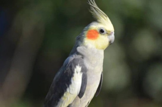 玄鳳鸚鵡多大開始喝水