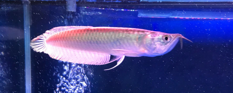 銀龍魚直立如何挽救