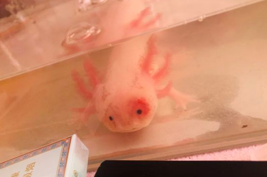 六角龍魚(yú)怎么養(yǎng)吃什么