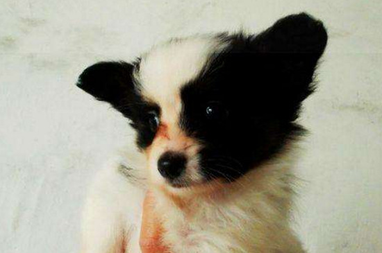 怎樣訓(xùn)練蝴蝶犬