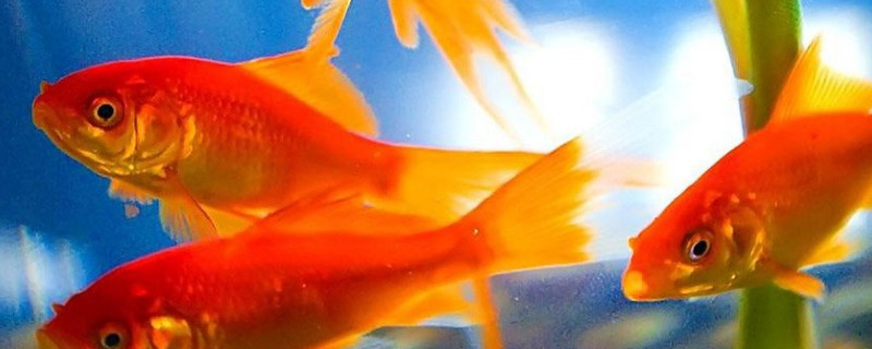 金魚怕冷嗎