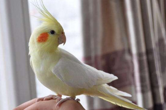 玄鳳公原始灰變臉多久完成