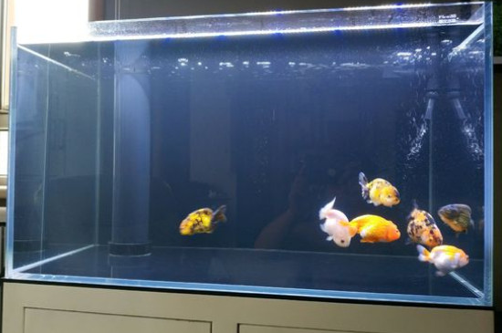 金魚(yú)仰泳是怎么回事