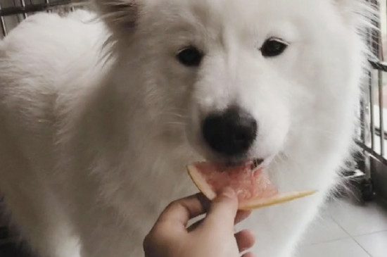 狗狗能吃米飯嗎