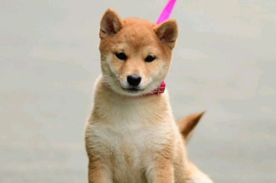 日本豆柴犬價格一般多少錢，純種價錢至少需要10000元