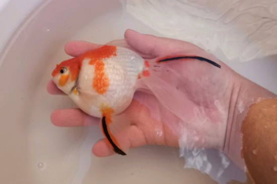 觀賞金魚多久換一次水