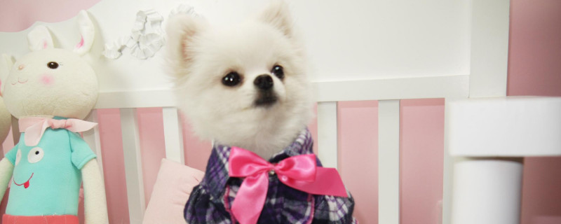 俊介犬掉毛嗎
