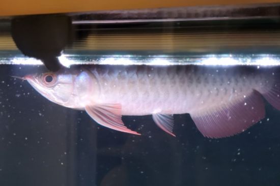 龍魚壽命能活多少年